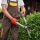 Crop of incognito senior man with grey beard wearing uniform and summer hat cutting overgrown bushes with big scissors. Eldery worker taking care of plants in garden. Concept of gardening.